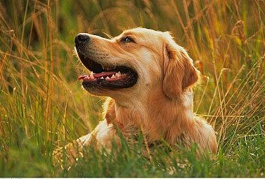 《微软模拟飞行2024》配置公布 最低GTX 970